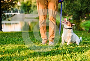 Dog owner at pet obedience training in park handling Jack Russell Terrier to walk on loose leash