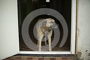 El perro sin el propietario. mascota es un espera comida. sin hogar el 