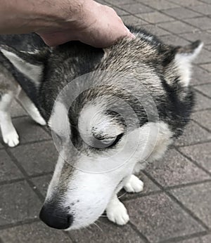 dog owner pets his Husky