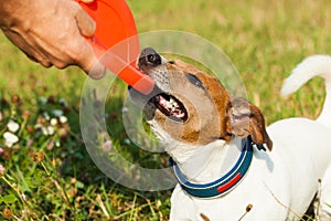 Dog and owner playing