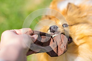 Dog owner plays with his dog