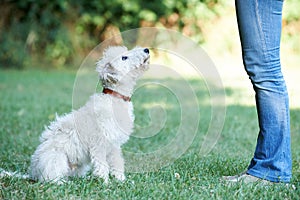 Dog Owner Teaching Pet Lurcher To Sit