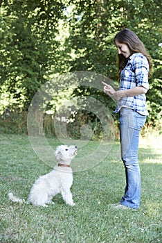 Dog Owner Teaching Pet Lurcher To Sit