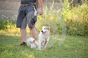 Dog with owner in the training