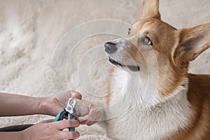 Dog owner trims the nails of his pet red welsh corgi pembroke, Trimming the dog claws. Dog`s claw being trimmed with special