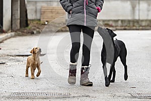 Dog owner walking her two dogs labrador retrievers on the road