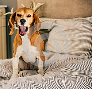 Dog in owners bed or sofa. Lazy beagle dog tired sleeping or waking up. Yawning