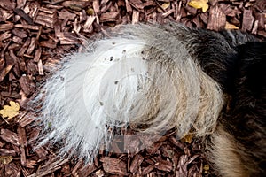 Dog with painfull burs into his fur, walk into the nature photo