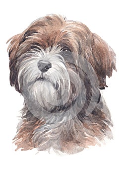 Dog painting, long-haired Tibetan breed terrier 021