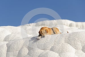 Dog in Pamukkale