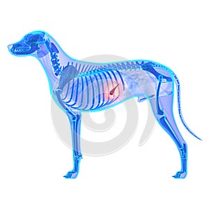 Dog Pancreas - Canis Lupus Familiaris Anatomy - isolated on whit photo