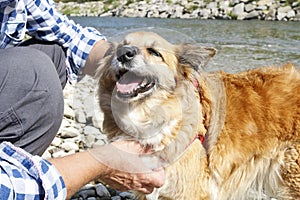 Dog is panting at the beach, it`s too hot for him