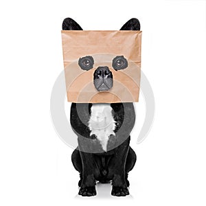 Dog with paper bag on head