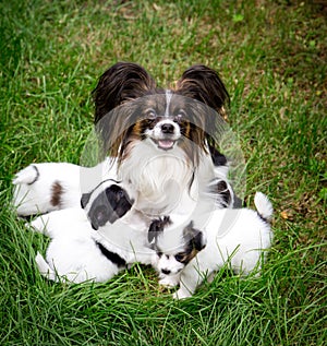 Dog Papillon breeds with puppies on the grass