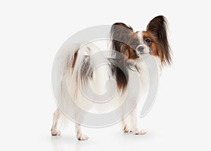 Dog. Papillon puppy on a white background