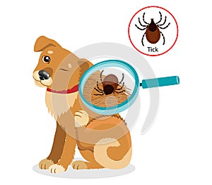 Dog Parasites. Tick On Dog In The Fur As A Close Up Magnification Vector. Spread Of Infection.