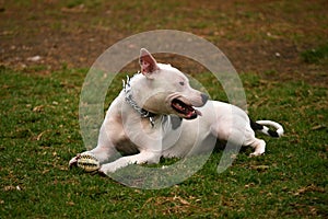 Dog in the park photo