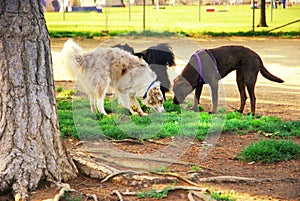 Dog Park