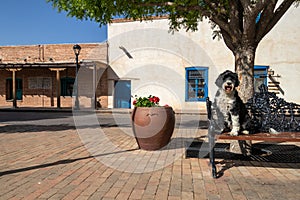 Dog on a park bench in the town square in Mesilla, New Mexico photo