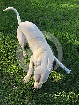 Dog in the park. A large, healthy white dog is playing in the center of a lush green lawn. Its thick fur is gleaming in the