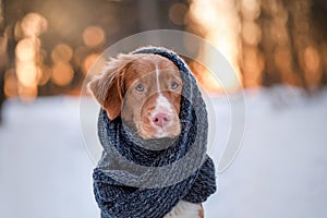 Dog in a park on the nature, winter