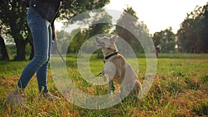 A dog in the park performing a trick for his mistress. Doggy waving her paw.