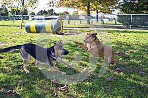 Dog Park Play