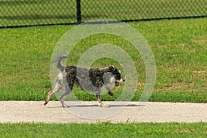 Dog park play leads to cute tongue dangling pooped pooch