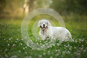 Dog in the park at sunset. Clumber spaniel in nature in the grass in summer