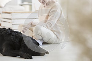 Dog participating in therapy photo