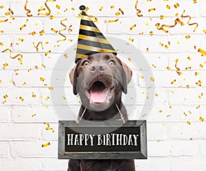 Dog with party hat with happy birthday text on blackboard celebrating birthday party