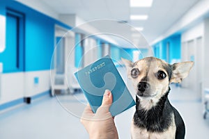 Dog passport, veterinary pet document with vaccines, id for traveling with animals, small dog in a veterinary clinic