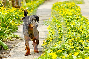 Dog in path of flowers