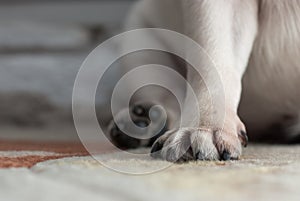 Dog paw close-up. Dog breed - pug. The claws on the paw.