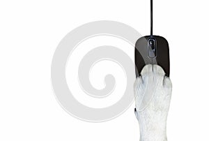 Dog paw on computer mouse 4