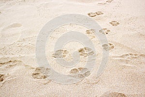 Dog paw footprint on sand