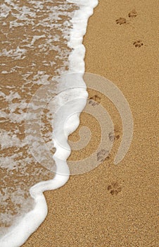 Dog Paw Footprints in the Sand