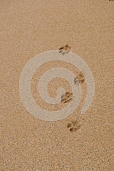 Dog Paw Footprints in the Sand