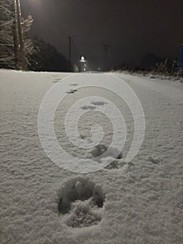 Dog paw footprints in snow at night