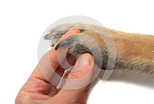 Dog Paw