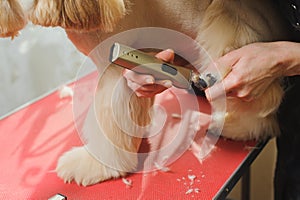 Dog paw grooming