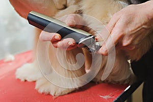 Dog paw grooming