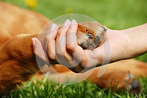 Dog paw and hand shaking photo