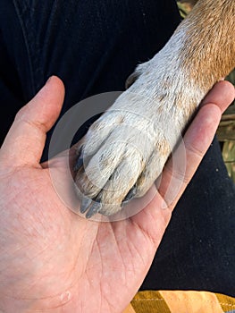 Dog paw and human hand are doing handshake