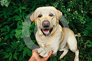 Dog paw and human hand doing a handshake