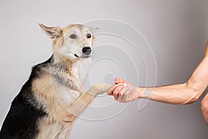 Dog paw and human hand doing a handshake