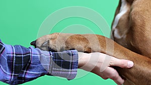 .Dog paw and human hand are doing handshake