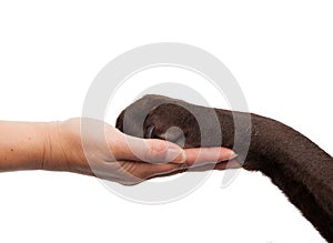 Dog paw and human hand doing a handshake