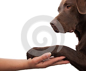 Dog paw and human hand doing a handshake