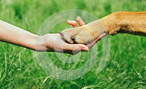 Dog paw and human hand are doing handshake